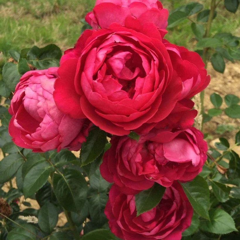 Rosa Jingle Bells (Fioritura)