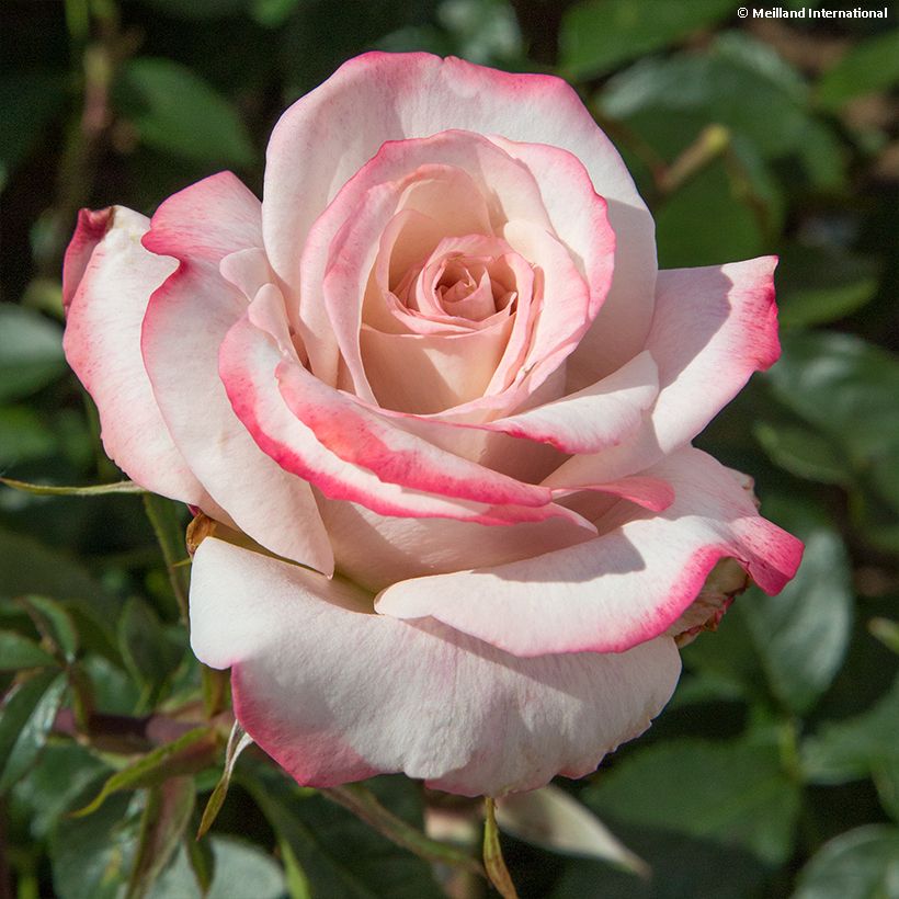 Rosa Lyon Lumières - Rose ibrida di tea (Fioritura)