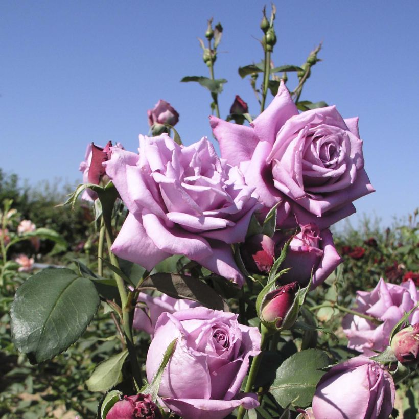 Rosa Mamy Blue - Rose ibrida di tea (Fioritura)