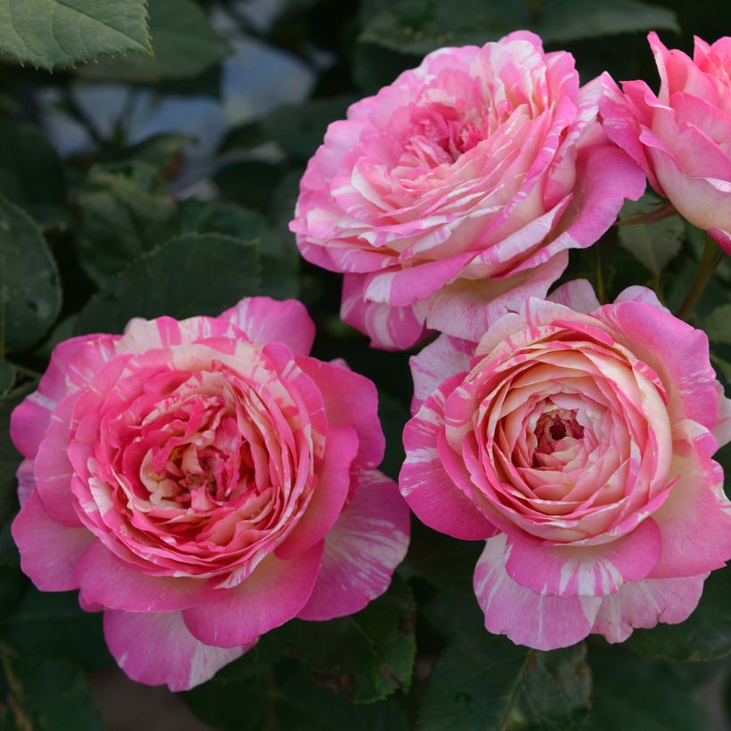 Rosa Marc Chagall - Rose ibrida di tea (Fioritura)