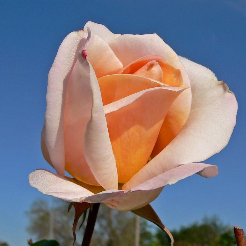 Rosa Michele Meilland - Rose ibrida di tea (Fioritura)