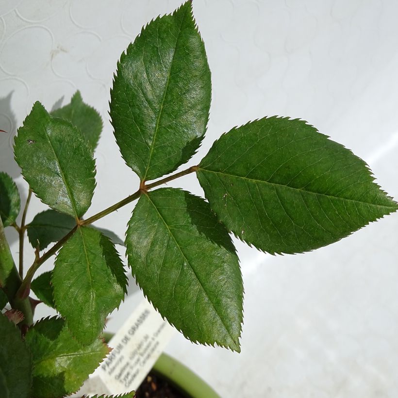 Rosa Parfum de Grasse - Rose ibrida di tea (Fogliame)