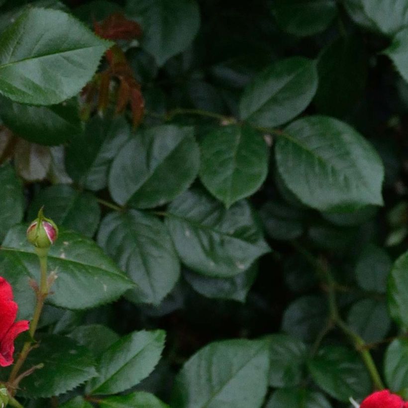 Rosa République de Montmartre - Rose ibrida di tea (Fogliame)