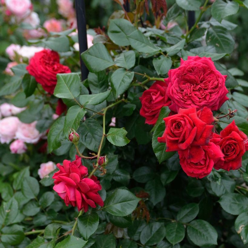 Rosa République de Montmartre - Rose ibrida di tea (Fioritura)