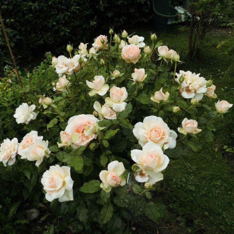 Rosa Sweet Love (Fioritura)