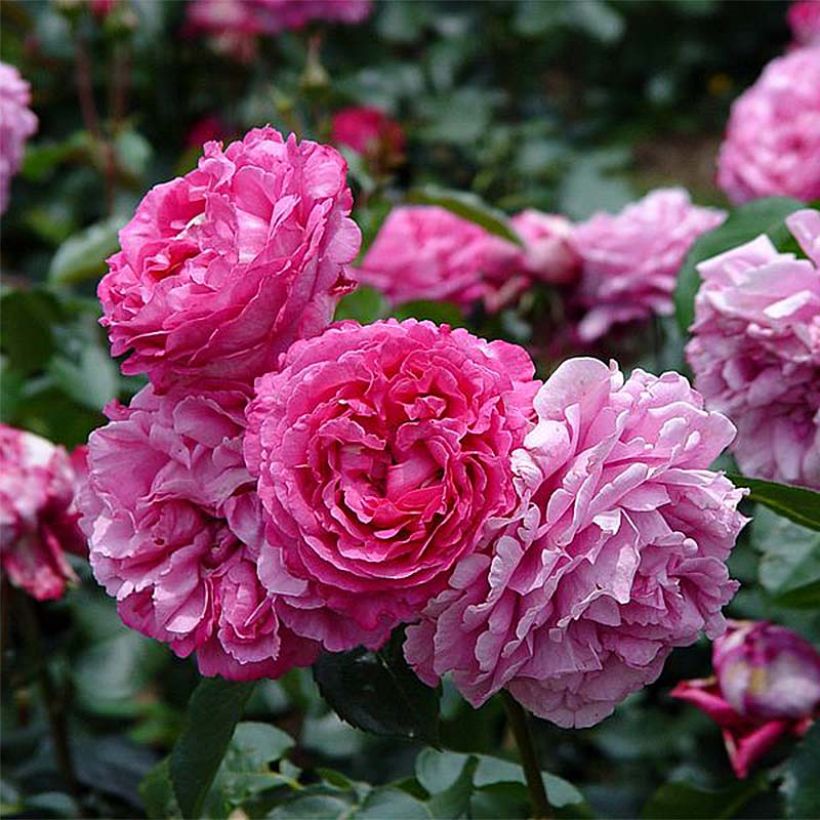 Rosa Yves Piaget - Rose ibrida di tea (Fioritura)