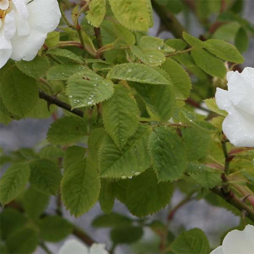 Rosa bianca Suaveolens (Fogliame)