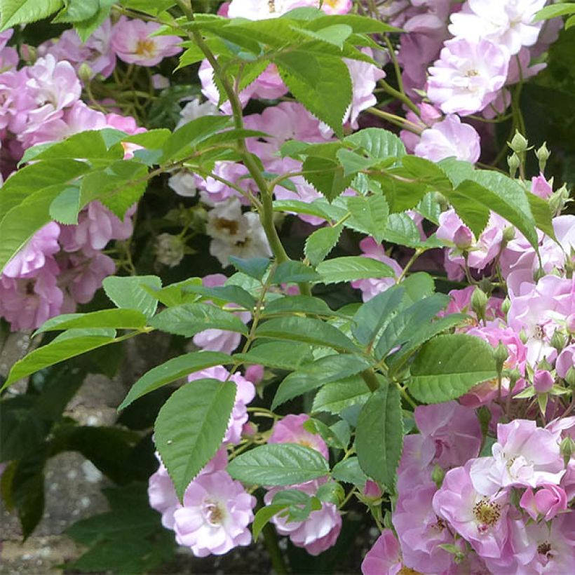 Rosa multiflora Blush Rambler (Fogliame)