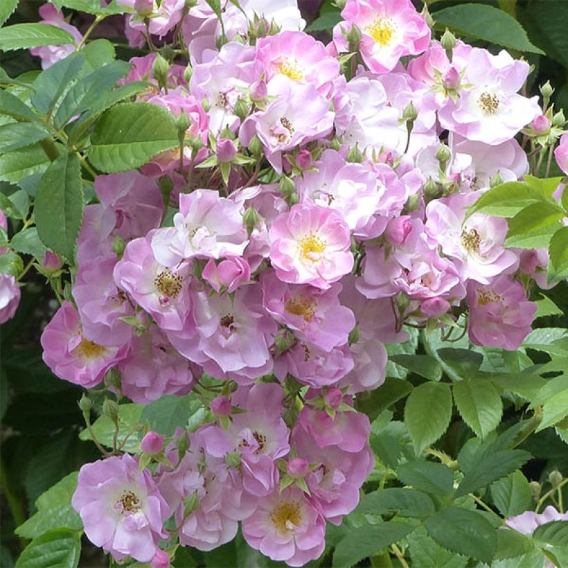 Rosa multiflora Blush Rambler (Fioritura)