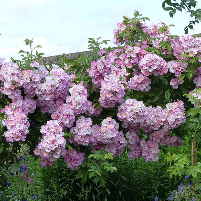 Rosa multiflora Blush Rambler (Porto)