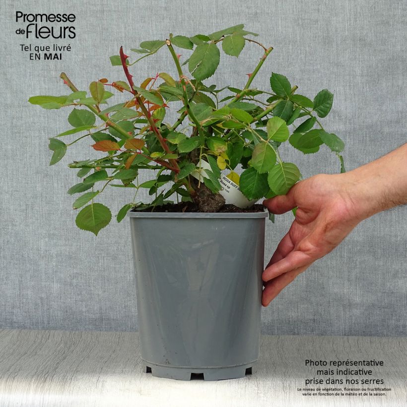 Rosier ancien Buff Beauty en pot de 4L esemplare consegnato in primavera