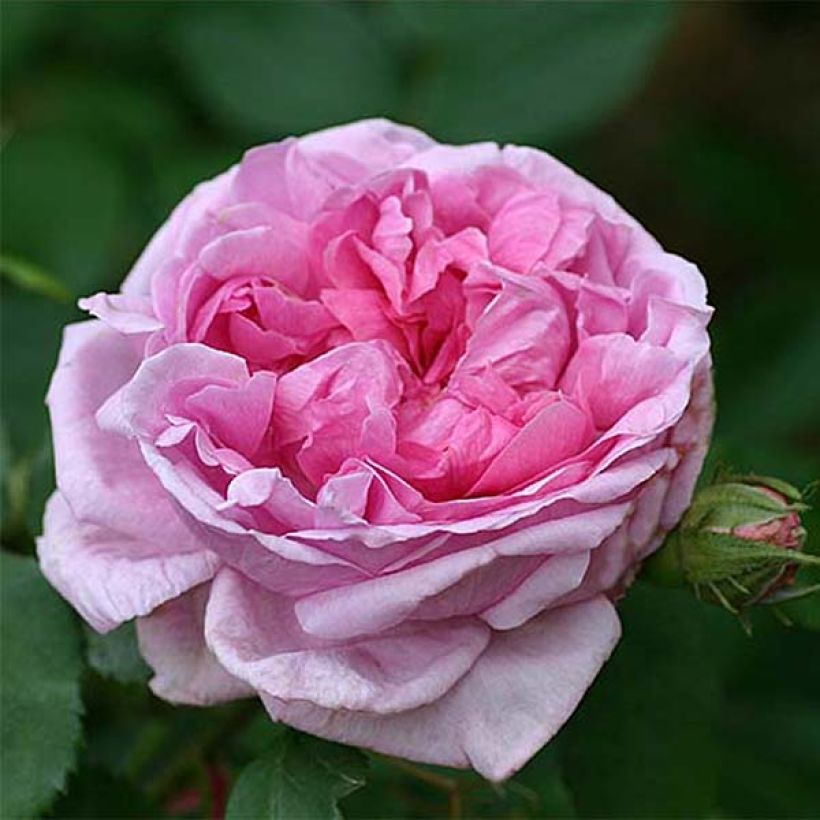 Rosa antica Comte de Chambord (Fioritura)