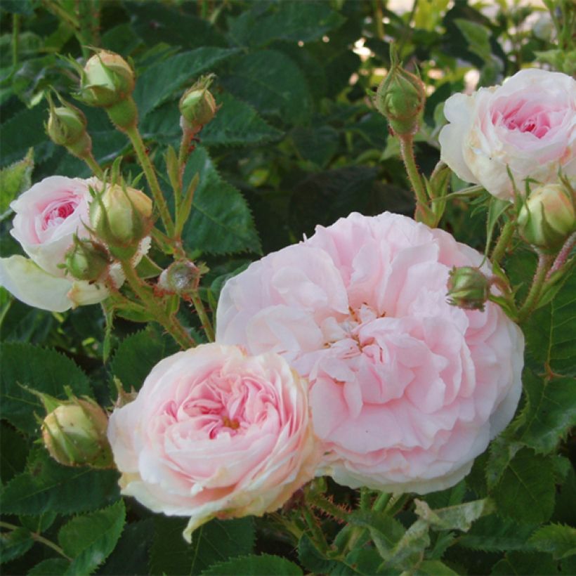 Rosa bianca Cuisse de Nymphe (Fioritura)