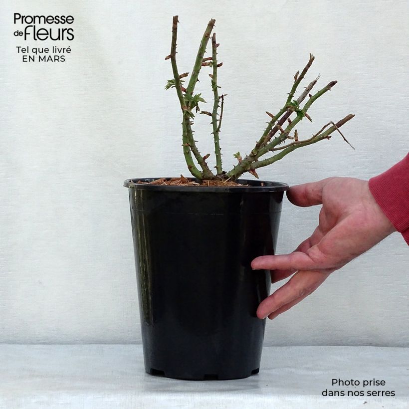 Rosier ancien Ferdinand Pichard en pot de 4L esemplare consegnato in inverno