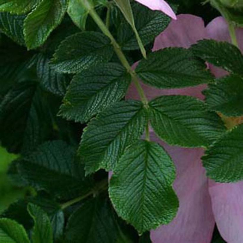 Rosa rugosa Frau Dagmar Hastrup (Fogliame)