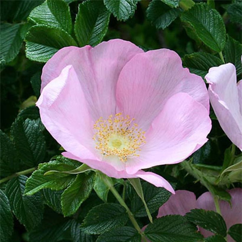 Rosa rugosa Frau Dagmar Hastrup (Fioritura)