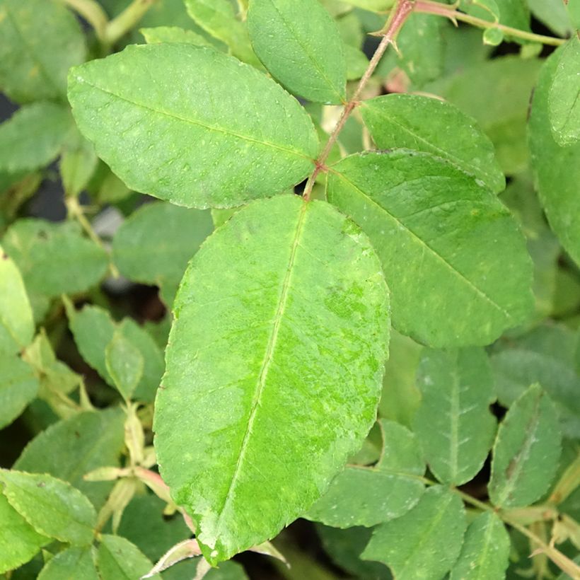 Rosa gallica Gros Provins Panaché BIO - Rosa serpeggiante (Fogliame)