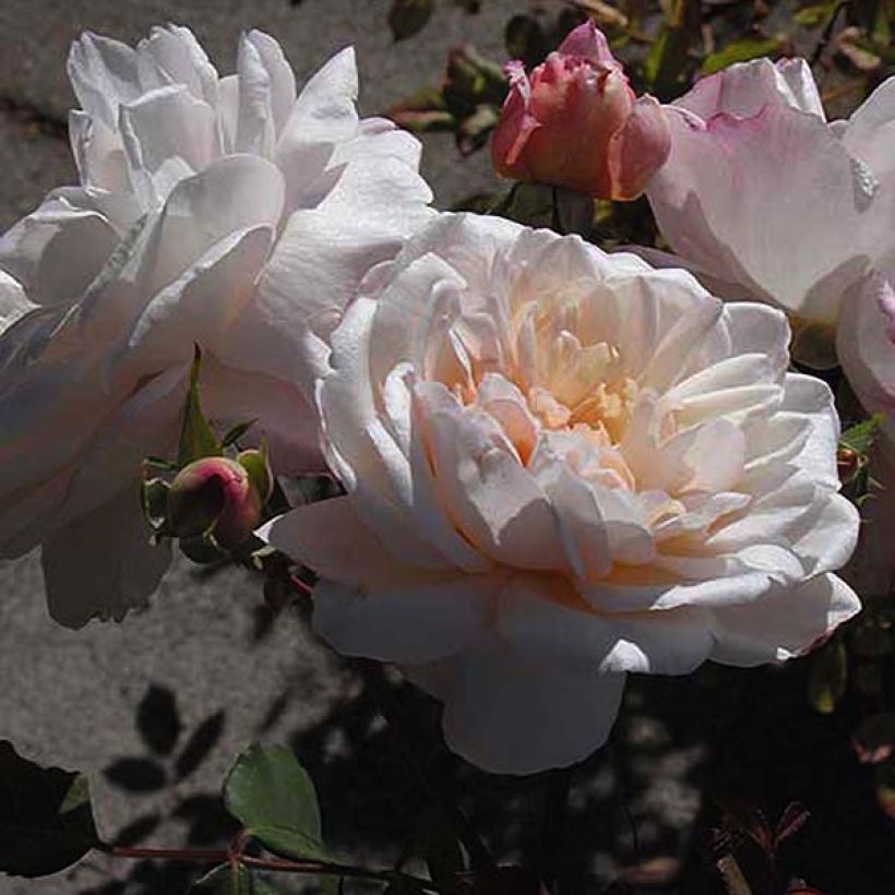 Rosa Gruss An Aachen - Rose ibrida di tea (Fioritura)