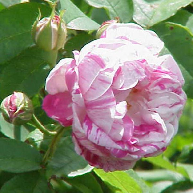 Rosa antica Honorine de Brabant (Fioritura)