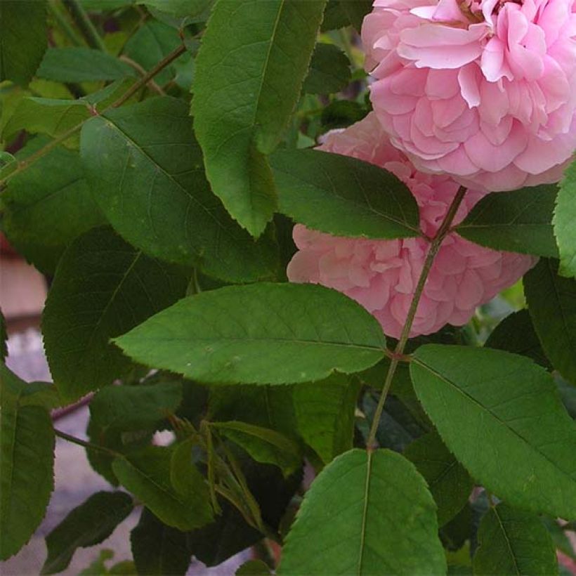 Rosa antica Jacques Cartier (Fioritura)