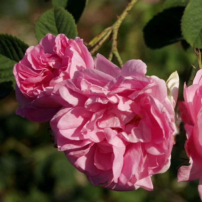 Rosa antica Trigintipetala (Fioritura)