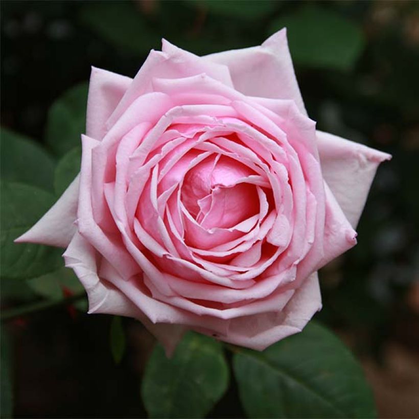 Rosa antica La France (Fioritura)