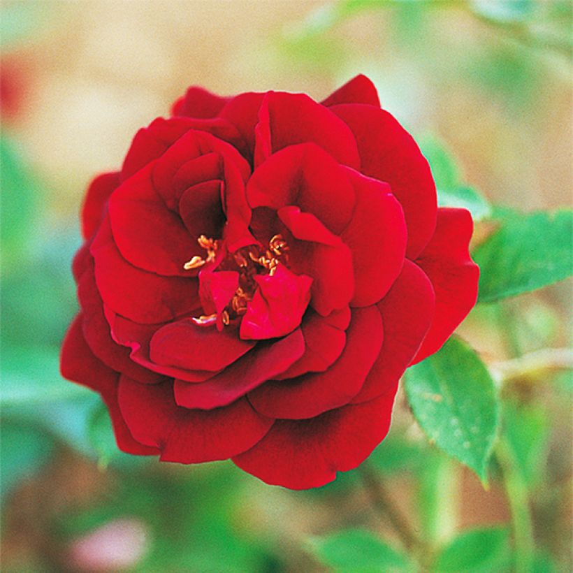 Rosa cinese Louis XIV (Fioritura)