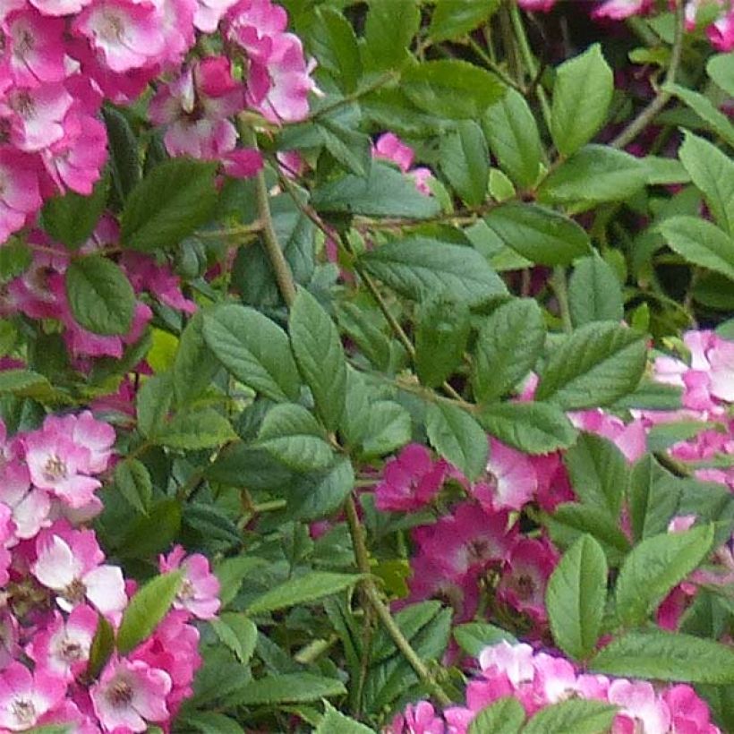 Rosa moscata Mozart (Fogliame)