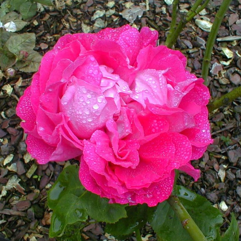 Rosa antica Paul Neyron (Fioritura)