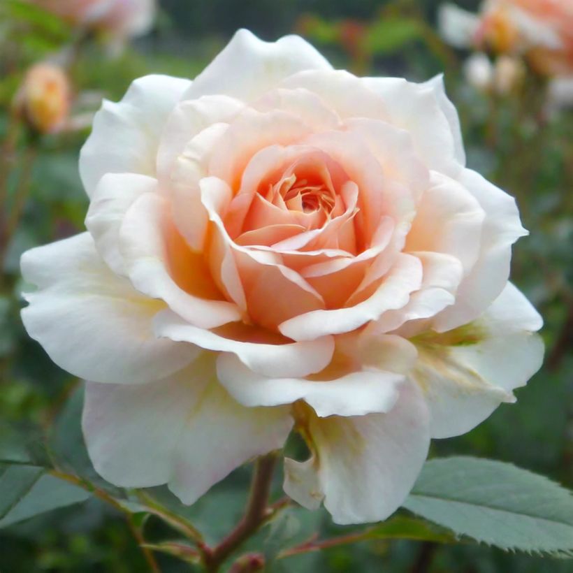 Rosa antica Perle d'or (Fioritura)