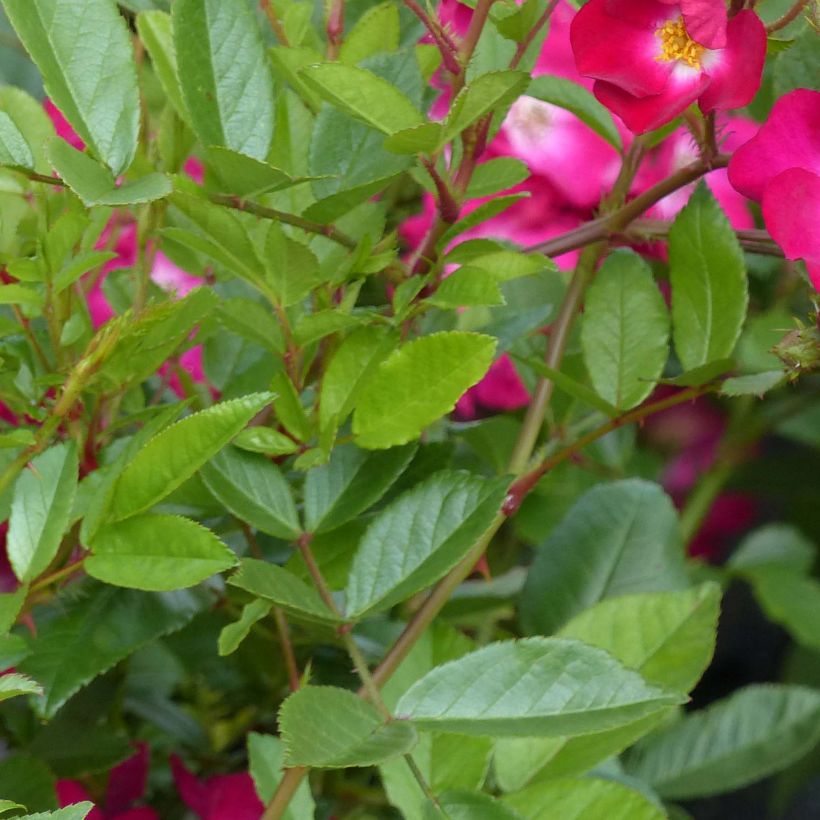 Rosa antica Red Ballerina (Fogliame)