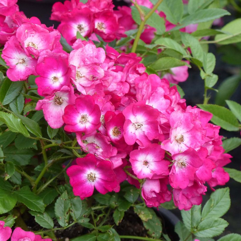 Rosa antica Red Ballerina (Fioritura)