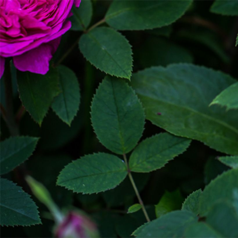 Rosa antica Reine des Violettes (Fogliame)