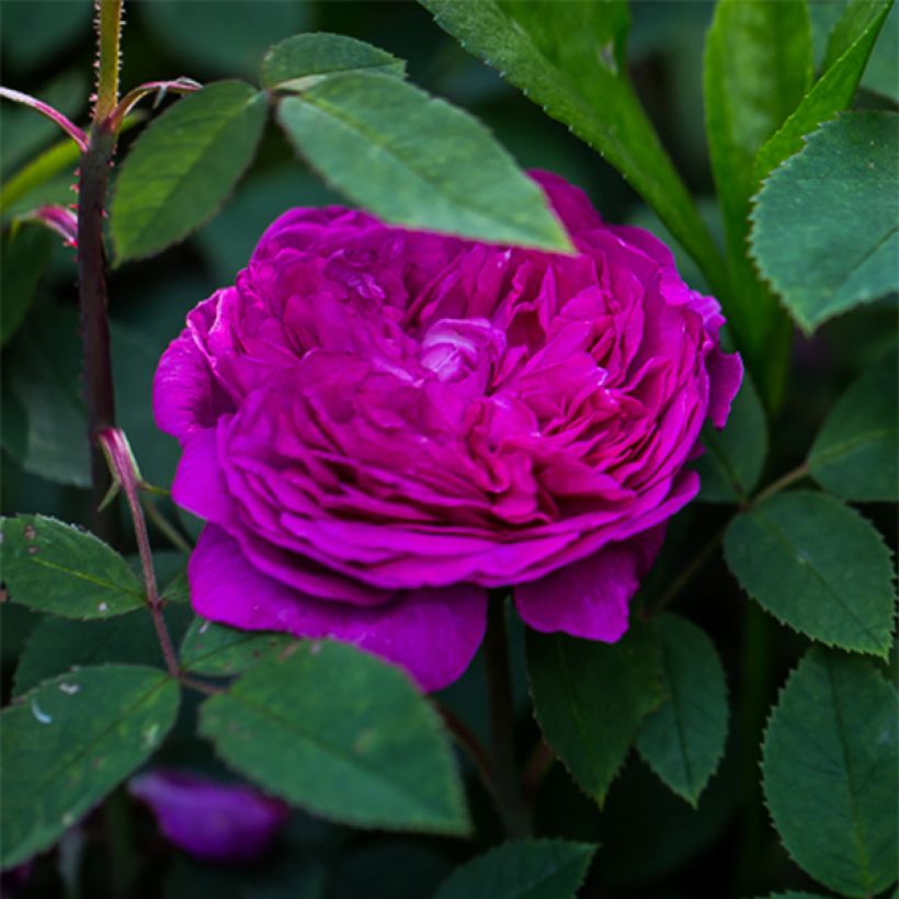 Rosa antica Reine des Violettes (Fioritura)