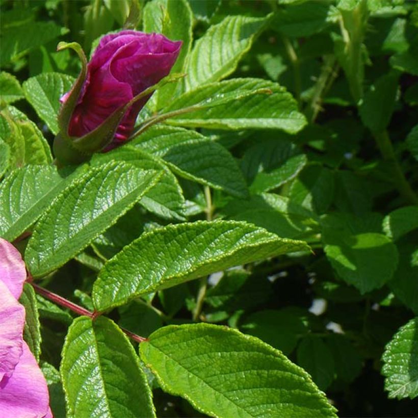 Rosa rugosa Roseraie de l'Haÿ (Fogliame)