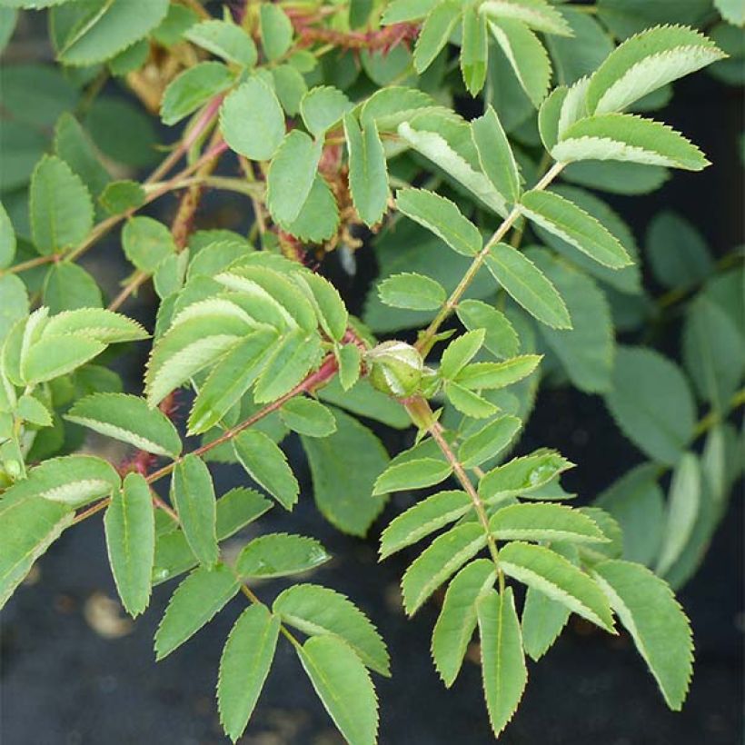 Rosa pimpinellifolia Stanwell Perpetual - Rosa botanico (Fogliame)