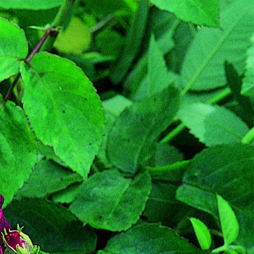 Rosa gallica Tuscany Superb - Rosa serpeggiante (Fogliame)