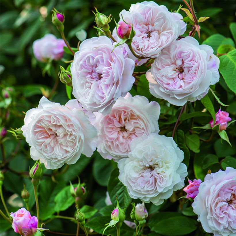 Rosa rampicante Albrighton Rambler (Fioritura)