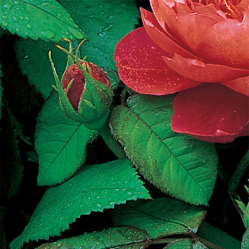 Rosa Benjamin Britten (Fogliame)