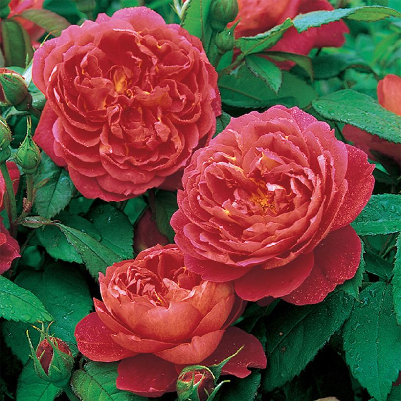 Rosa Benjamin Britten (Fioritura)