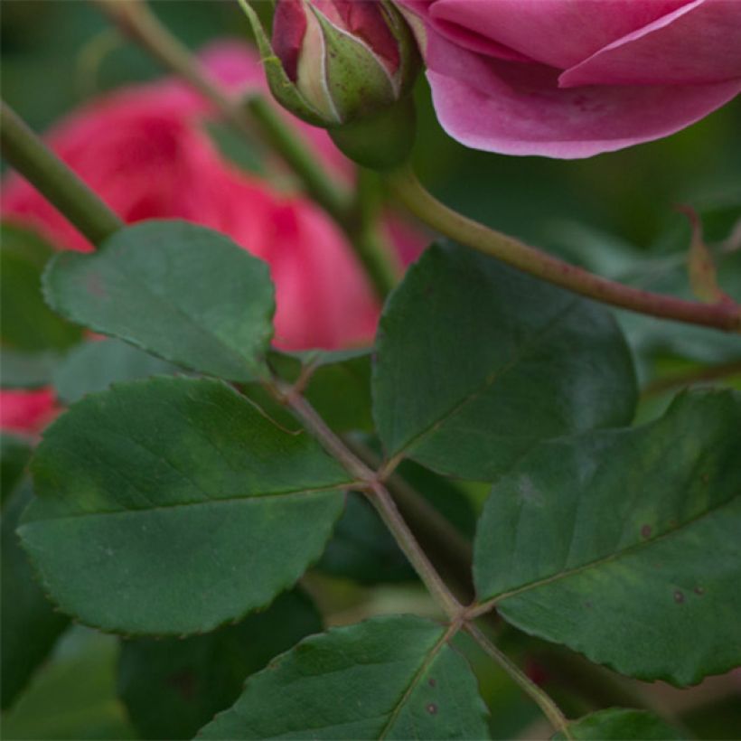 Rosa Boscobel (Fogliame)