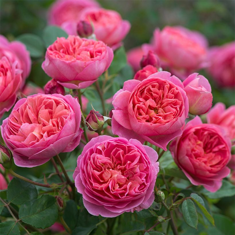 Rosa Boscobel (Fioritura)