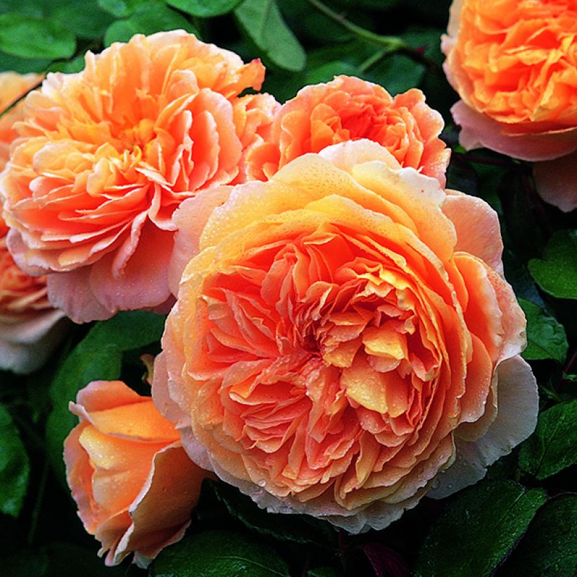 Rosa Crown Princess Margareta (Fioritura)