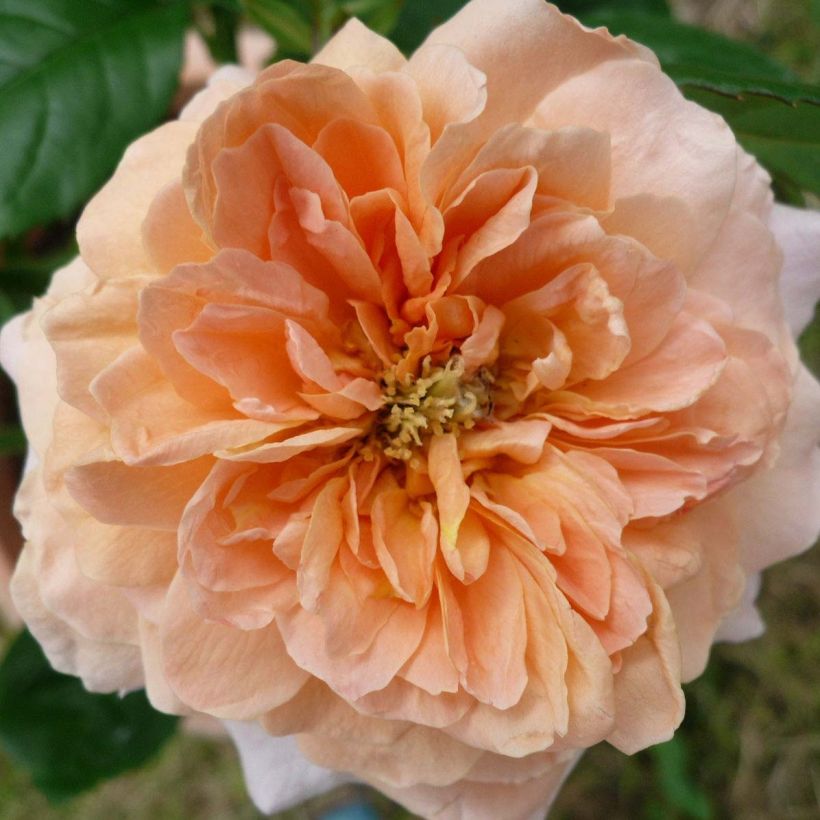 Rosa grandiflora King Arthur Harverag (Fioritura)