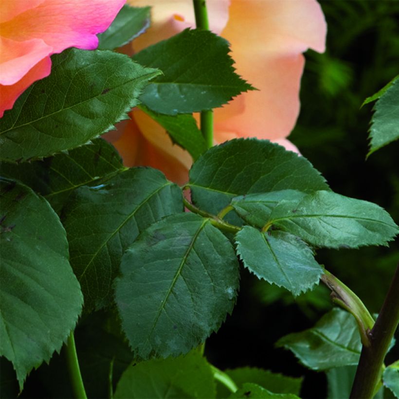 Rosa Fighting Temeraire (Fogliame)