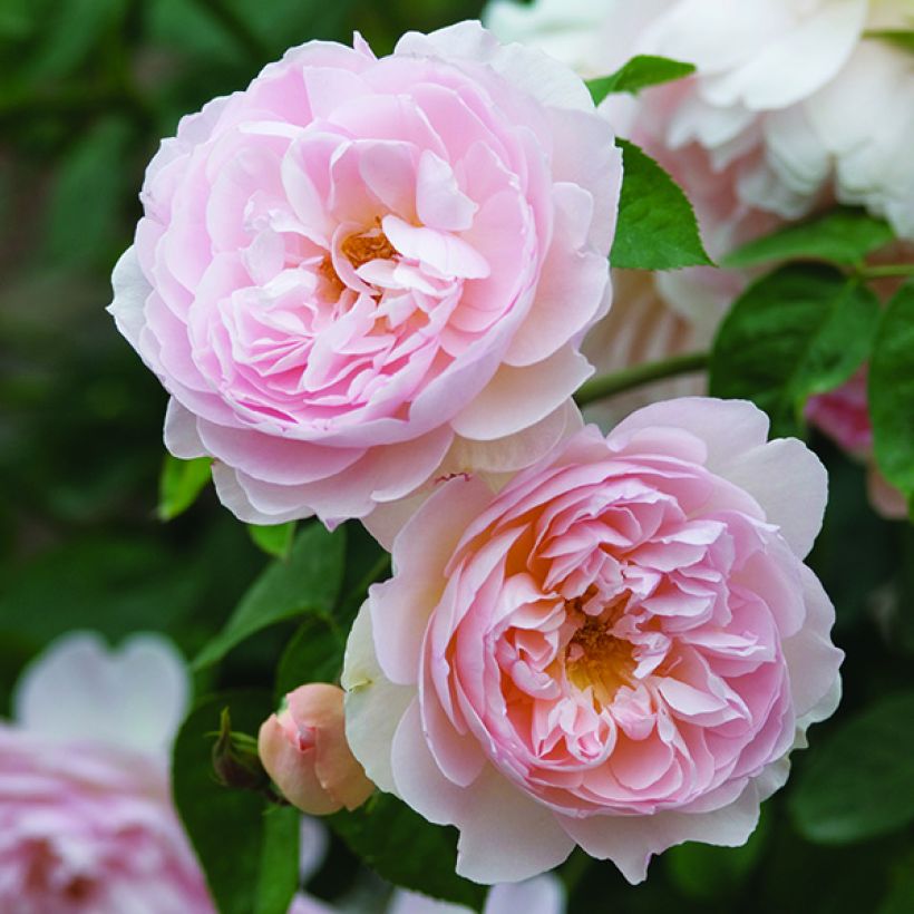 Rosa Gentle Hermione (Fioritura)