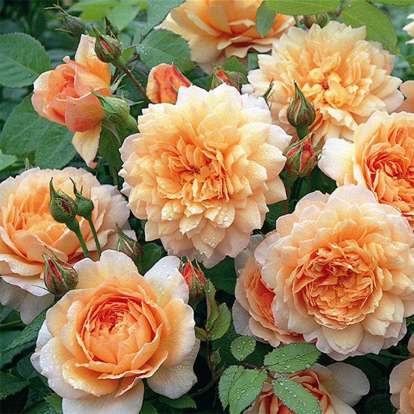 Rosa Grace (Fioritura)