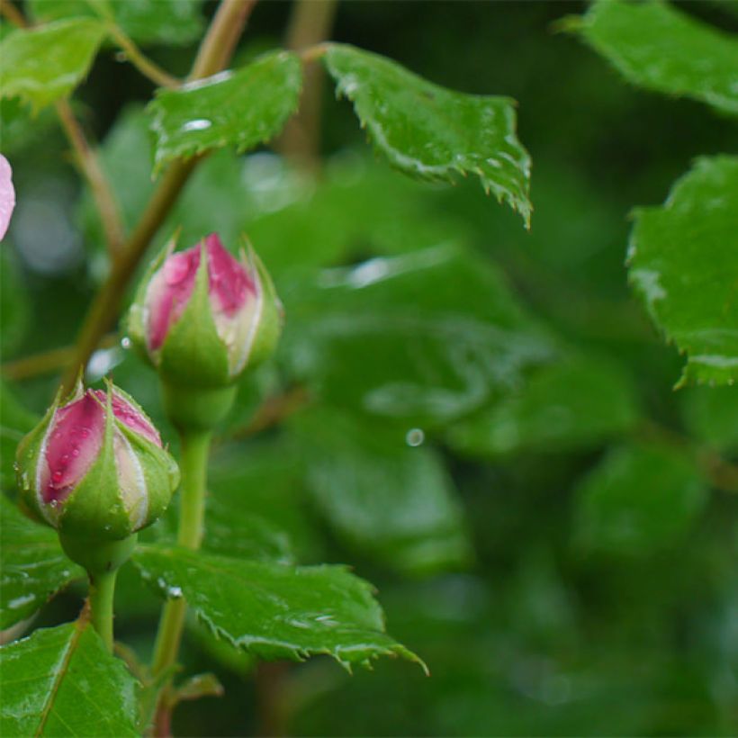 Rosa Jubilee Celebration (Fogliame)