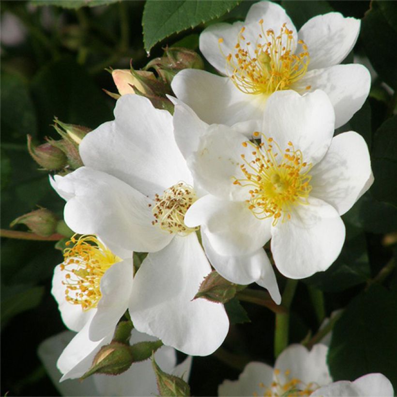 Rosa Kew Gardens (Fioritura)