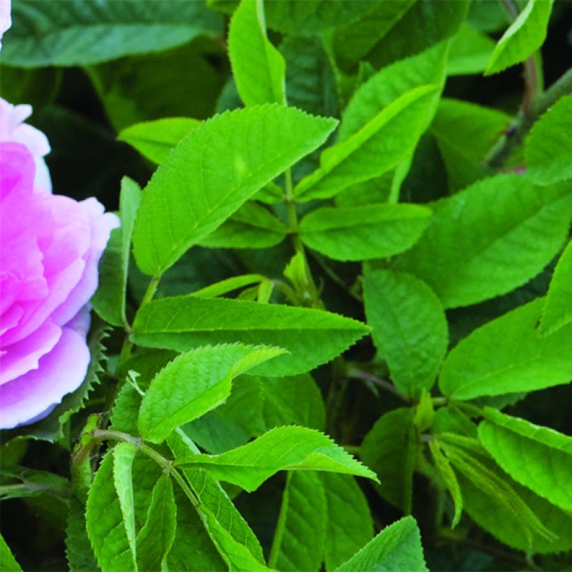 Rosa Maid Marion (Fogliame)